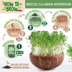 Biologique 200g Brocoli Calabrese Germination Garden Sow Packet Plant Kit Design contemporain truies pour la plantation pour l'utilisation du sol - Product Image 6