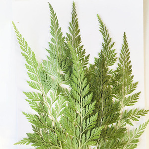 Feuilles <span class=keywords><strong>de</strong></span> <span class=keywords><strong>fougère</strong></span> vertes séchées naturelles, spécimen végétal pour l'artisanat DIY et les matériaux pédagogiques <span class=keywords><strong>de</strong></span> la maternelle - Product Image 6