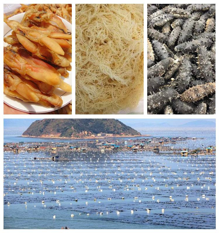 1kg uncut Haidai natural dried whole Laminaria japonica for chinese herb and food