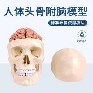 Modèle de crâne humain, modèle de crâne avec cerveau, modèle anatomique de crâne et de cerveau, modèle de structure crânienne - Product Image 2
