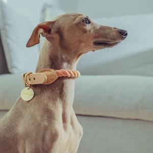 Gebreide, multicolor regenboog hondenharnas en riemset van katoen, gepersonaliseerd, anti-trek, met breakaway-functie voor honden en katten - Product Image 3