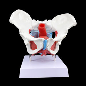 医学部教育トレーニング可動性のある人間の女性の骨盤の骨格の筋肉と臓器骨盤底の解剖学的モデル - Product Image 2