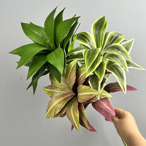 ใบ<span class=keywords><strong>ต้น</strong></span><span class=keywords><strong>กล้วย</strong></span>ปลอมสีสันสดใส C1087 <span class=keywords><strong>ต้น</strong></span>ไม้บราซิล <span class=keywords><strong>ต้น</strong></span>ดราก้อนบลัด <span class=keywords><strong>ต้น</strong></span>คริสต์มาส <span class=keywords><strong>ต้น</strong></span>ไม้พลาสติกสำหรับตกแต่งในร่มและกลางแจ้ง - Product Image 3