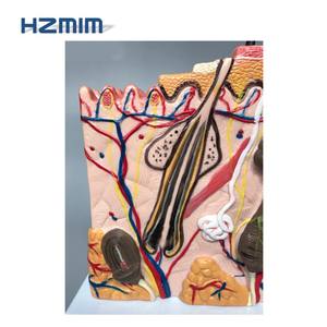 Modèle de <span class=keywords><strong>squelette</strong></span> humain HZMIM pour l'enseignement de la médecine et de l'anatomie, agrandi 50 fois avec cheveux - Product Image 6