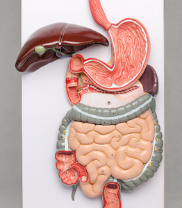Gelsonlab HSBM-276 de alta calidad, sistema digestivo humano, modelo de la anatomía del sistema digestivo modelo - Product Image 6