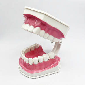 ダブルブラッシングモデル ピンク 解剖学教育ラボモデル 工場直送 ダブルブラッシングモデル - Product Image 5