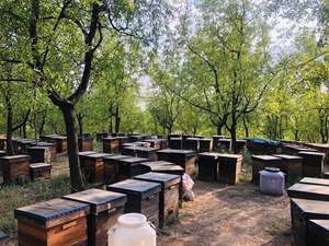 <span class=keywords><strong>Miel</strong></span> Cruda Orgánica BEESTAR al por Mayor, <span class=keywords><strong>de</strong></span> Flor <span class=keywords><strong>de</strong></span> Frutal con Rico Aroma, Buen Precio, a Granel o en Botella, Tipo <span class=keywords><strong>de</strong></span> Procesamiento Puro para Postres - Product Image 1