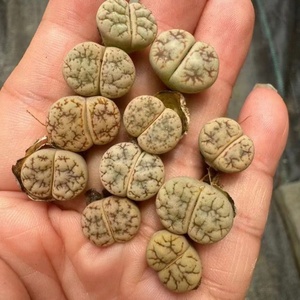 Expédition rapide lithops Succulentes jardin aménagement paysager plantes artificielles décor de jardin - Product Image 6