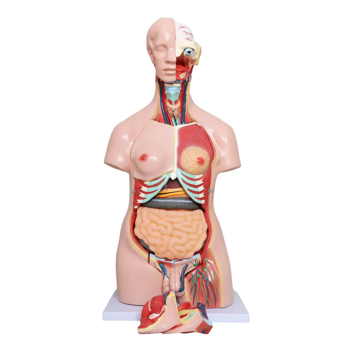 Fábrica PVC Torso humano modelo anatómico modelo 29 piezas enseñanza médica tronco humano 85cm