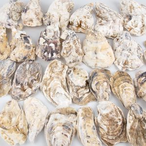 30pcs coquilles d'huîtres avec perle en vrac coquilles d'huîtres naturelles pour l'artisanat bricolage Arts ornements de Noël - Product Image 5