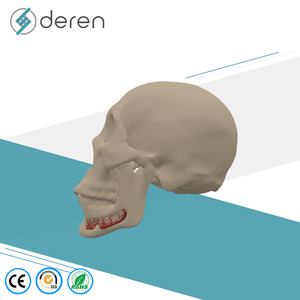 Modelo de Cráneo de Tamaño Real con Mandíbula, Vasos Sanguíneos y Nervios, Herramienta de Anatomía Médica para Entrenamiento Científico - Product Image 5