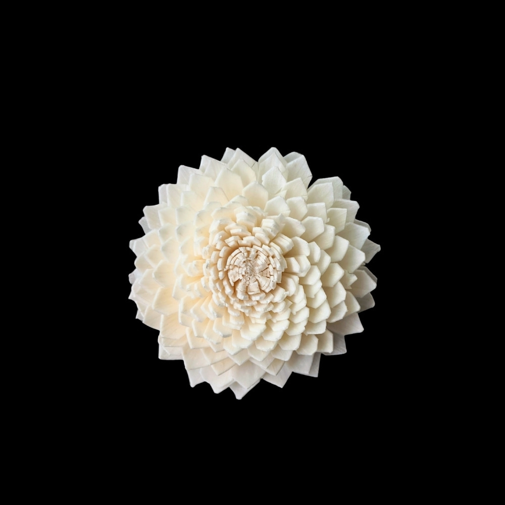 Chrysanthème à feuilles plates en forme de cœur de 7 cm-s006a07n