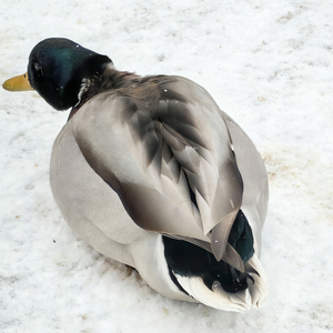 Leurre de chasse pliable à chargement automatique pour canards - Product Image 3