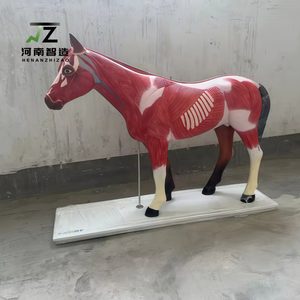 Squelette d'animal, anatomie du cœur et de l'estomac, modèle d'anatomie du cheval, matériel pédagogique et d'exposition, modèle anatomique animal - Product Image 6
