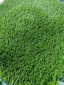 Qualité <span class=keywords><strong>FIFA</strong></span> Forme de Vague Haute Dtex Football Gazon Synthétique Terrain de Football Gazon Pas Cher Gazon de Football - Product Image 6