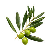Prix de gros en vrac 70% d'oléuropéine Extrait naturel de feuilles d'olivier en poudre