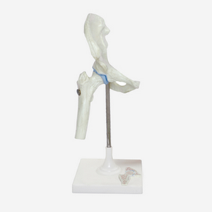 Gelsonlab HSBM-143 Atlas Sumbu dan Occipital Bone Model - Product Image 3