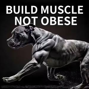 Complément alimentaire pour chiens à haute teneur en protéines pour la croissance musculaire, la prise de poids, les mâcher doux, renforcement du système immunitaire - Product Image 3