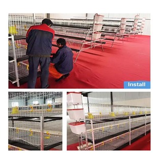 Jaula <span class=keywords><strong>de</strong></span> pollo escalonada <span class=keywords><strong>de</strong></span> <span class=keywords><strong>acero</strong></span> tipo H completamente automática para avicultura, capa <span class=keywords><strong>de</strong></span> huevo a presión natural, equipo <span class=keywords><strong>de</strong></span> valla <span class=keywords><strong>de</strong></span> granja - Product Image 3