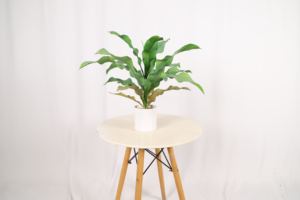 Venta directa de fábrica Plantas de mesa Artificial Pequeñas plantas de bonsái Árbol para la decoración de la Mesa del hogar de la Oficina - Product Image 6