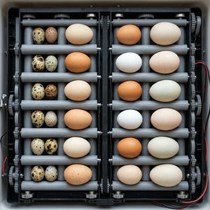Incubadora de Huevos Inteligente Multifuncional para 96 Huevos con Volteo Automático para Patos, Pollos y Aves de Corral - Product Image 5