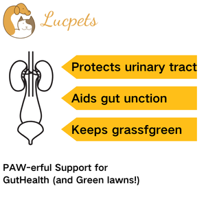 Suplemento para el cuidado de la salud de mascotas personalizado, ODM, OEM, tabletas masticables recomendadas por veterinario, arándano para prevención de infecciones urinarias en perros, apoyo inmunológico - Product Image 3