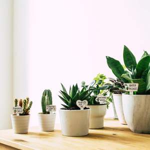 Étiquettes décoratives sur mesure en bois pour <span class=keywords><strong>plantes</strong></span>, imperméables et durables pour <span class=keywords><strong>identifier</strong></span> les <span class=keywords><strong>plantes</strong></span>, les fleurs, les décorations de jardin modernes, vente en gros - Product Image 2