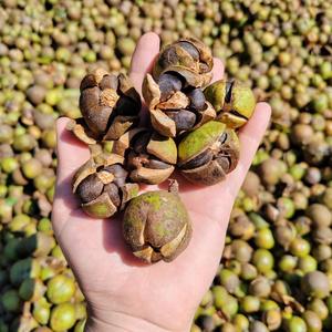 Wholesale 100% Pure Natural <strong>Camellia</strong> Seed <strong>Oil</strong> Freely Sample Cold Pressed <strong>Camellia</strong> China Seed <strong>Oil</strong> Premium Grade - Product Image 6