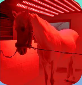 Dispositif professionnel d'aquarium cheval, système solaire equine pour le traitement thérapeutique - Product Image 1