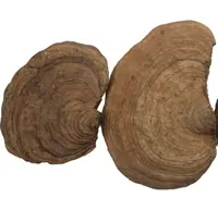 Shu she 1kg 고품질 익지않는 자연적인 균류 전체 말린 예술가의 Conk 버섯