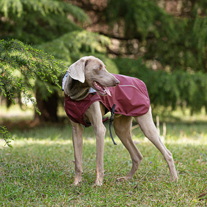 Impermeable <span class=keywords><strong>para</strong></span> Perros con Logotipo Personalizado, <span class=keywords><strong>para</strong></span> Dachshund, Whippet, Greyhound - Chaqueta de Lluvia <span class=keywords><strong>para</strong></span> Mascotas <span class=keywords><strong>para</strong></span> Halloween - Product Image 1