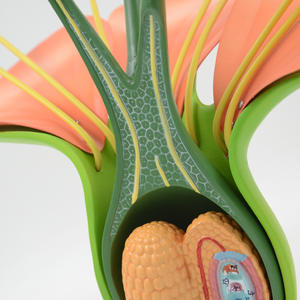 14x Magnified 3-Part Dicotyledon Apple Flower Model Equipo educativo para la ayuda de enseñanza de anatomía botánica - Product Image 2