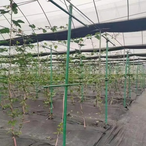 Venta al por mayor de fábrica, tubos FRP pultruidos UV, postes de fibra de vidrio de fieltro para estacas de soporte de árboles frutales de pasión - Product Image 1