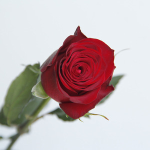 Yunnan-suministro directo <span class=keywords><strong>de</strong></span> tierra <span class=keywords><strong>de</strong></span> granja, <span class=keywords><strong>flores</strong></span> <span class=keywords><strong>de</strong></span> corte fresco, rosas rojas, meseta roja para el hogar, arreglo <span class=keywords><strong>de</strong></span> <span class=keywords><strong>flores</strong></span> <span class=keywords><strong>de</strong></span> San Valentín, ramo artesanal - Product Image 2