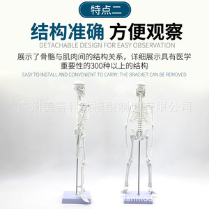 Modelo de esqueleto humano, 45 cm de largo, con articulaciones móviles, material didáctico y estructura de esqueleto. - Product Image 5