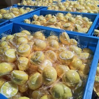 Mainan Squishy Bawang Bombai Lucu PU Slow Rising, Mainan Penghilang Stres Bentuk Sayuran Lembut untuk Hadiah