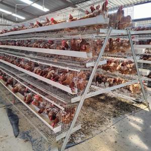 Cage à batterie neuve pour 1000 poulets Levage italien - Product Image 4