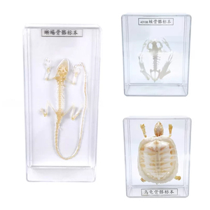 Especímenes Biológicos de Esqueletos de Animales: Serpiente, Murciélago, Lagarto, Tortuga Brasileña, Conejo, Carpa Crucian, Rana, Paloma Doméstica - Product Image 2