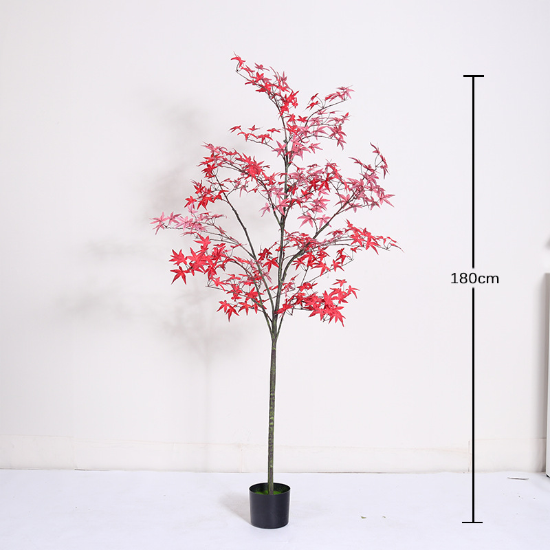 Bonsaï mini érable rouge régulier - 180cm