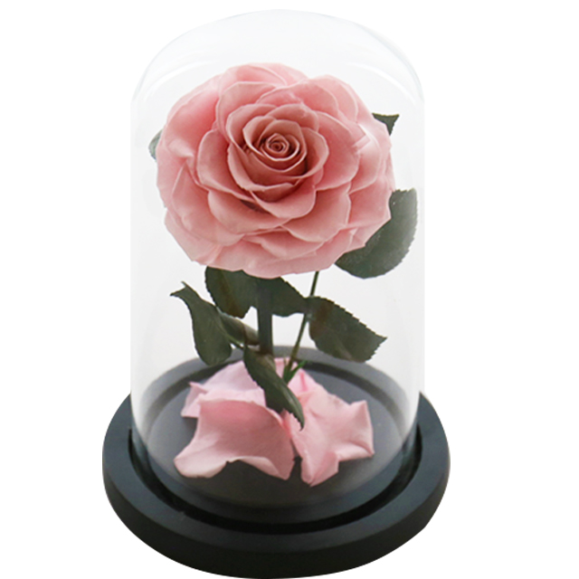 Pink single preserved rose