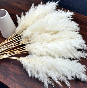 <span class=keywords><strong>Pampa</strong></span> Natural seca para decoración del hogar, hierba pequeña para decoración de boda, gran oferta de Amazon Ins - Product Image 3