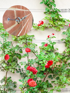 Jardín Espalier pérgola planta pared cerca alambre cuerda tensor accesorios DIY acero Trelli alambre Hardware Kit para planta trepadora - Product Image 5