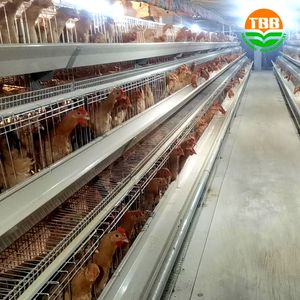 TBB OEM métal dinde poulet canard lapin <span class=keywords><strong>cage</strong></span> d'élevage oeuf poulet <span class=keywords><strong>cage</strong></span> système A Type poule pondeuse équipement agricole - Product Image 5
