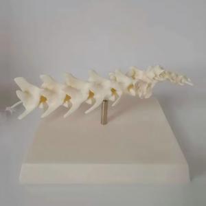 แบบจำลองกระดูกสันหลังสุนัขขนาดเท่าของจริง 1:1 สำหรับ<span class=keywords><strong>การ</strong></span>สอนทางสัตวแพทย์ - Product Image 3