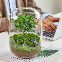 Terrarium en verre Art Déco en gros avec culture hydroponique, design transparent pour la décoration intérieure de la maison et du bureau, aquariums