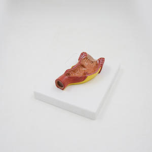 المستقيم البشري والقناة الشرجية نموذج تشريحي للتعليم الطبي والمعدات التعليمية البحثية - Product Image 3