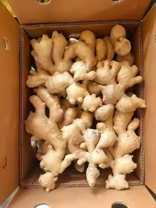 <span class=keywords><strong>Venta</strong></span> caliente 80-150g Jengibre al por mayor para la exportación con la mejor calidad y precio barato Jengibre fresco de alta calidad con Global Gap & Haccp - Product Image 6