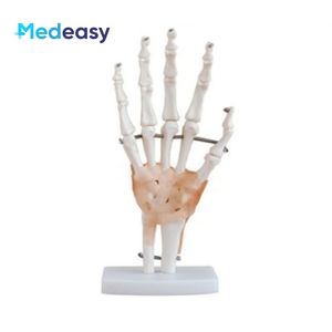 Modelo <span class=keywords><strong>de</strong></span> articulación anatómica humana con <span class=keywords><strong>ligamentos</strong></span> para <span class=keywords><strong>rodilla</strong></span>, mano, pie, cadera, hombro, codo - Product Image 4
