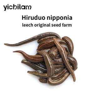 Hungry Live Leeches <span class=keywords><strong>Hirudo</strong></span> Nipponia Sanguijuelas medicinales para terapia de sanguijuela Directo de extractos de plantas de origen de fábrica - Product Image 4