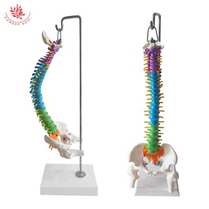 Modelo de columna vertebral humana de tamaño mediano FRT018 con pelvis, fémur, modelo de esqueleto de columna vertebral, modelo de columna vertebral de Color colgante Vertical - Product Image 6